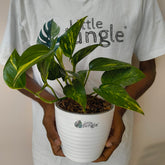 Golden + Jade  Pothos, with 5.5 inches white decor pot